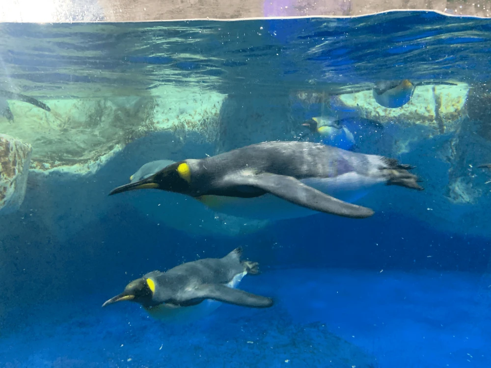 オークランドの水族館 - SEA LIFE Kelly Tarlton's Cover Image